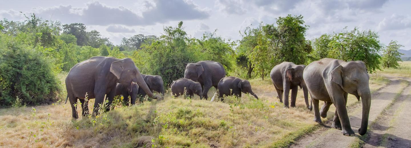 Minneriya Nemzeti Park