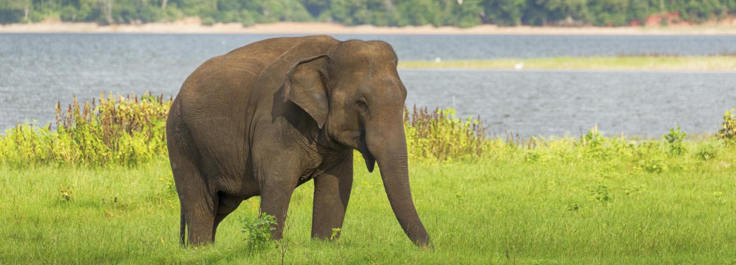 Minneriya Nemzeti Park