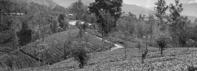 9827346/srilanka-teeplantage-gettyimages-533056248-0_1759851315962.jpg