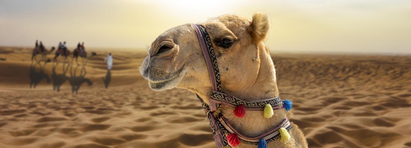 Egyesült Arab Emírségek - körutazás