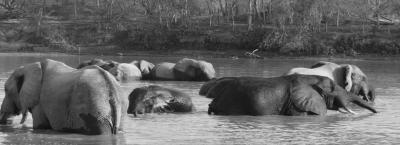 9828353/elephants-mole-national-park_1761215810701.jpg