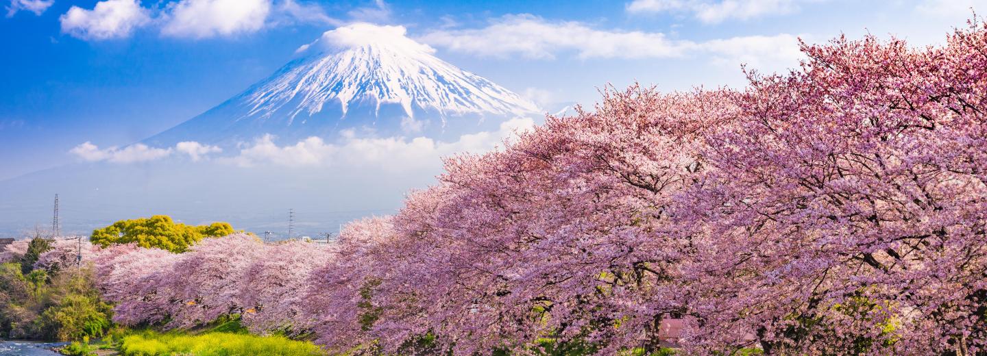 Japan zur Kirschblüte - City-Trip & Luxus-Kreuzfahrt