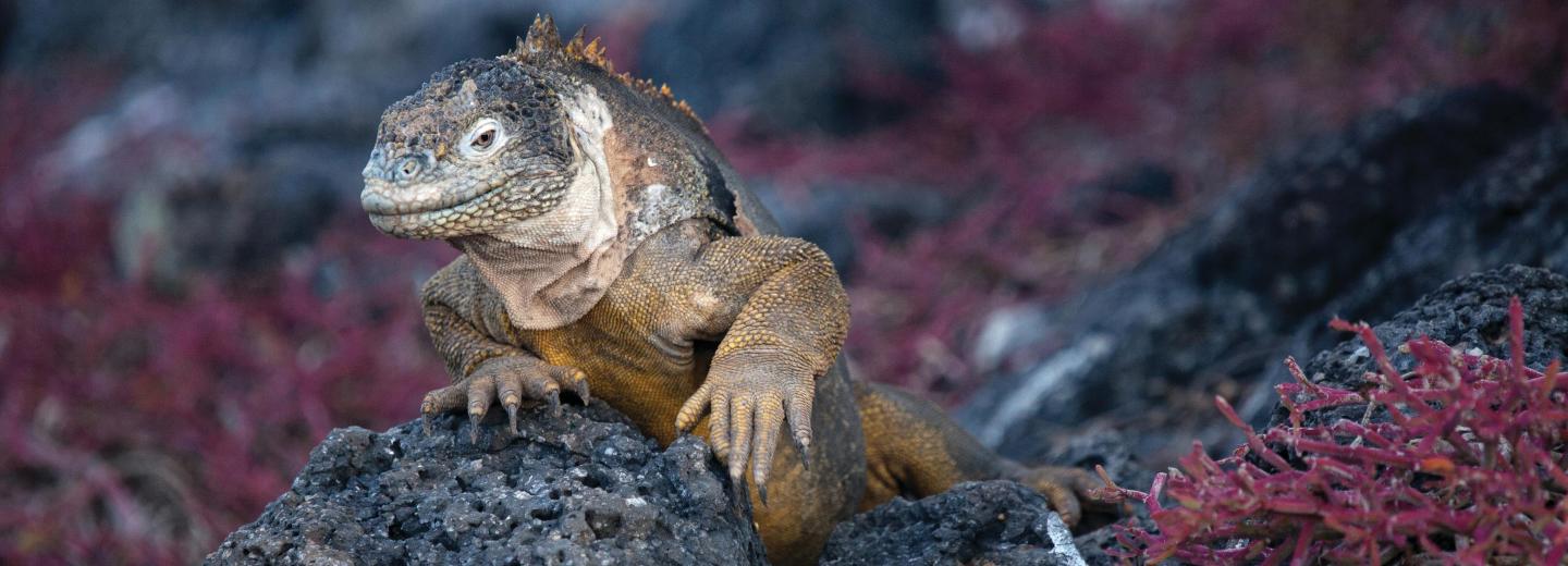 Amazonas & Galápagos-Inseln - Luxuskreuzfahrt & Rundreise