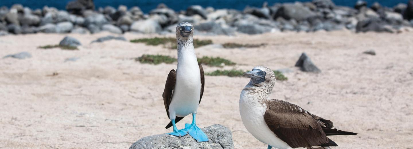 Amazonas & Galápagos-Inseln - Luxuskreuzfahrt & Rundreise
