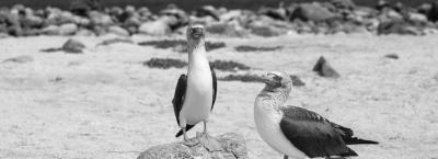9828681/north-seymoure-galapagos-islands-blue-footed-boobies_1761825919144.jpg