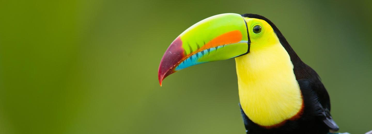 Amazonas & Galápagos-Inseln - Luxuskreuzfahrt & Rundreise