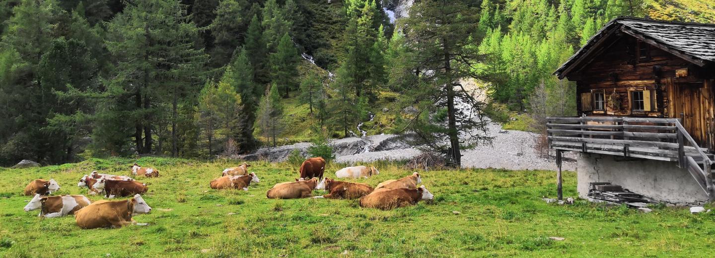 Kals am Großglockner