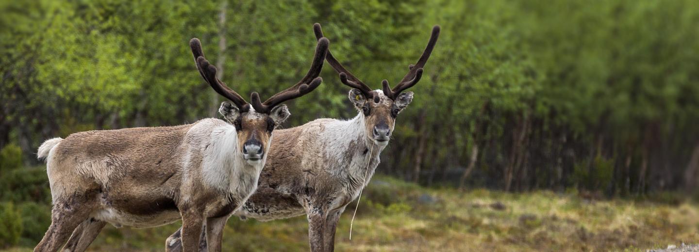 Große Skandinavien Rundreise
