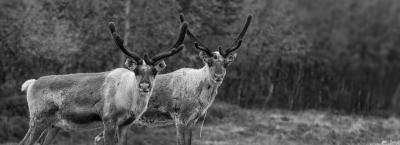 9828876/rentier-lappland-gettyimages-181706784-erweitert_1762854240431.jpg