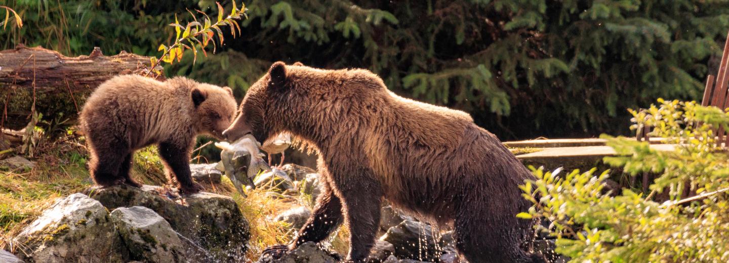 Észak-Amerika természeti csodáinak felfedezése - körutazás és hajóút