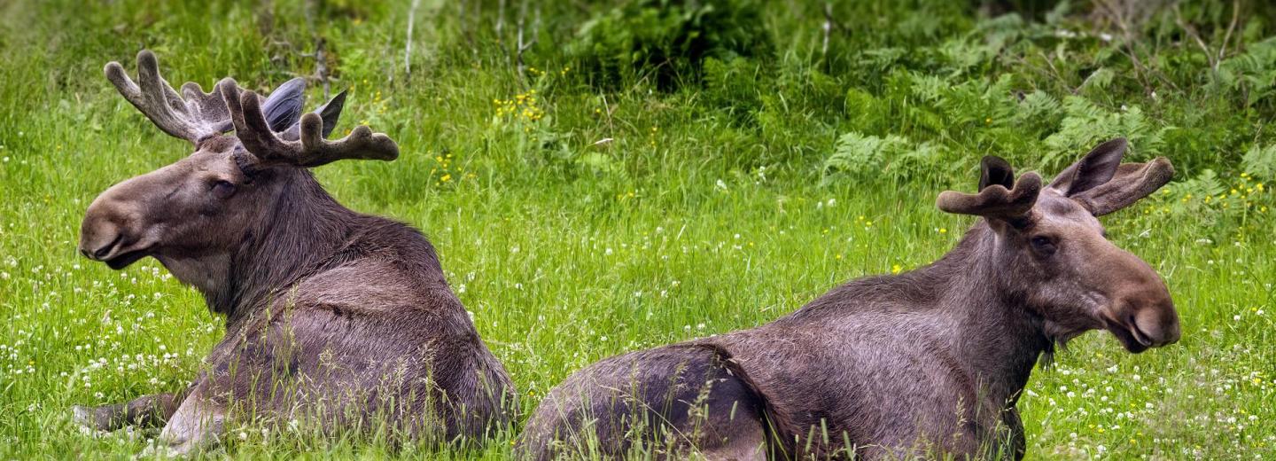 Svéd nyári mese - autóbérléses körutazás