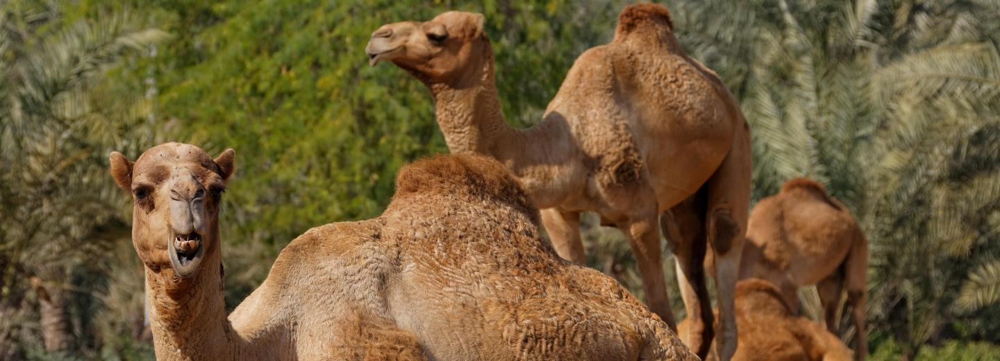 Isztambul és Bahrein - városi utazás