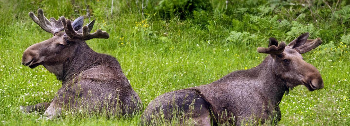 Svédország parttól partig