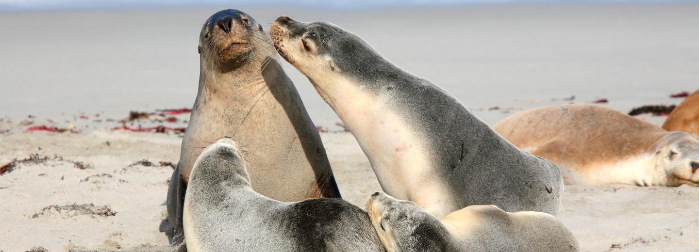 Ausztrália - körutazás