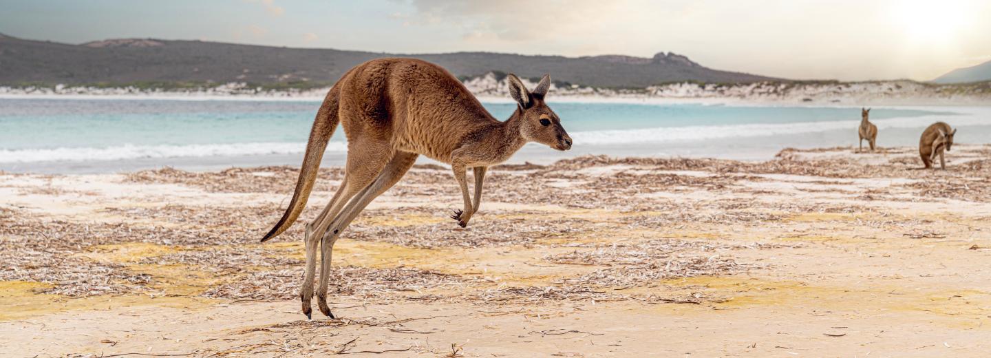 Ausztrália - körutazás