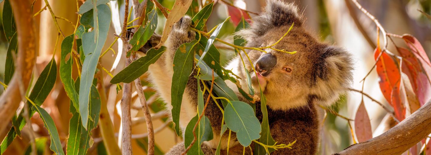 Ausztrália - körutazás