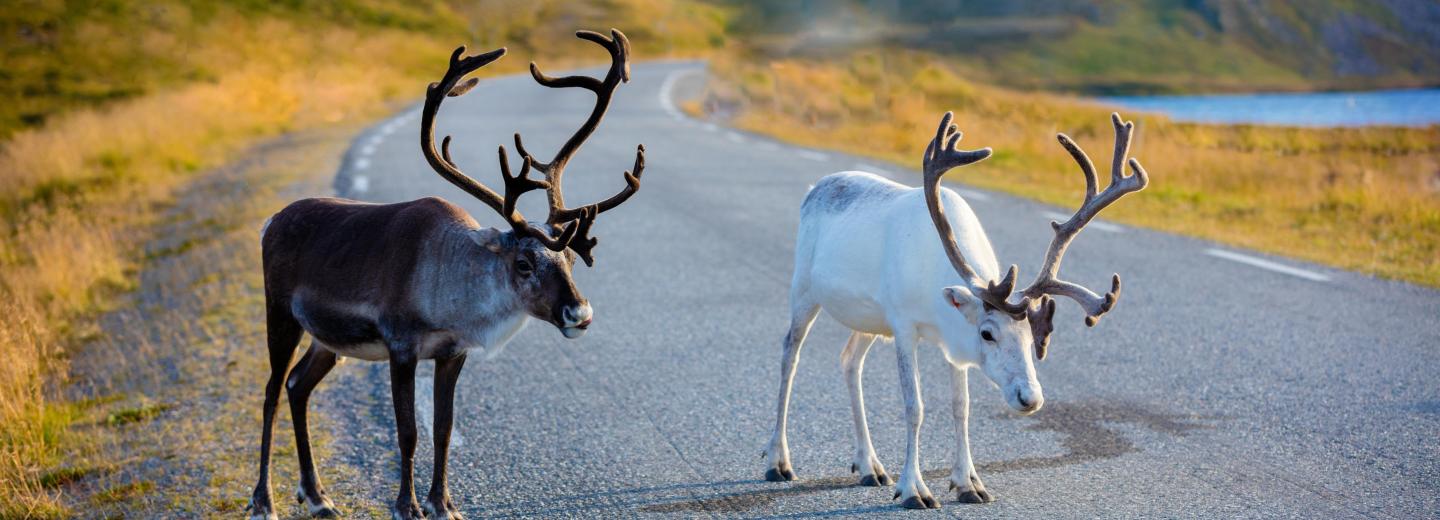 Északi-fok és Lofoten-szigetek - körutazás