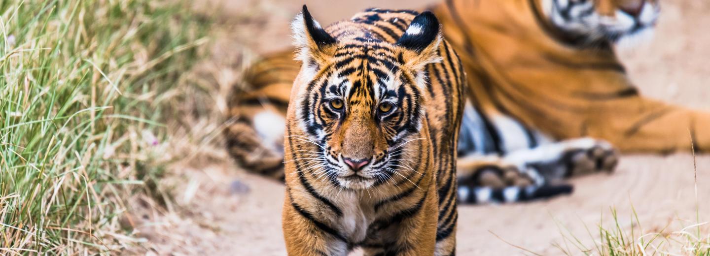 Ranthambore Nationalpark