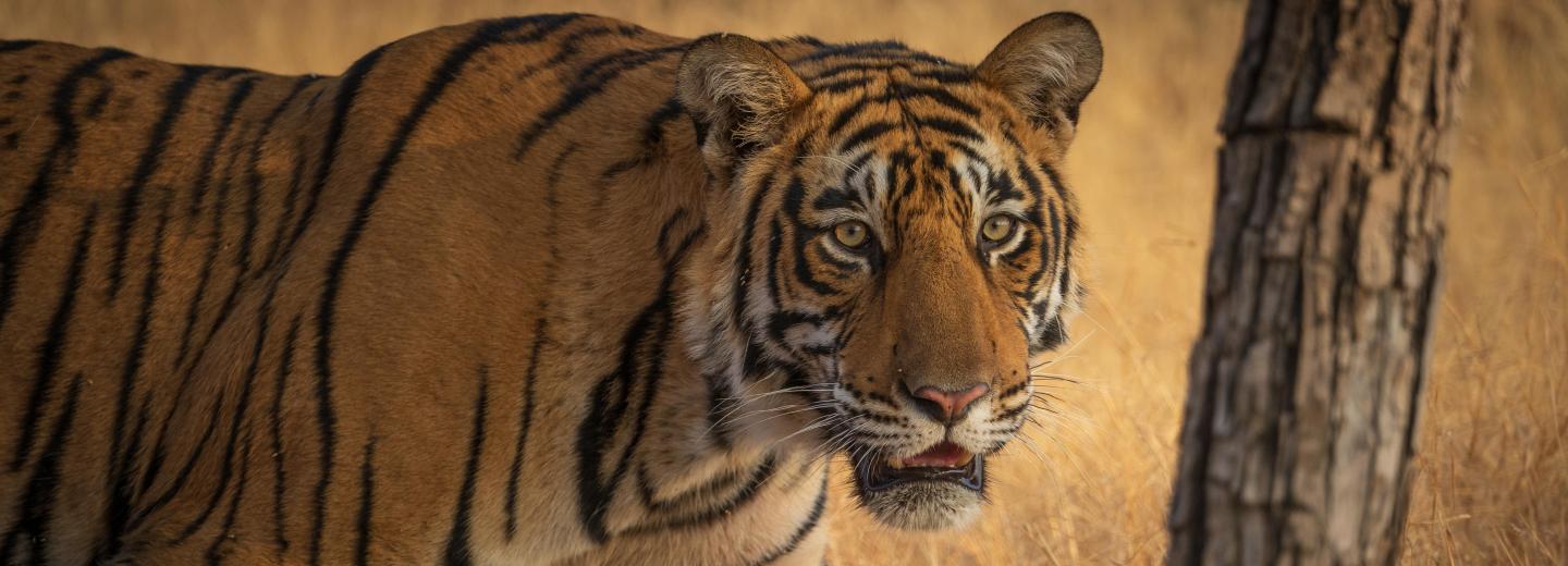 Ranthambore Nationalpark