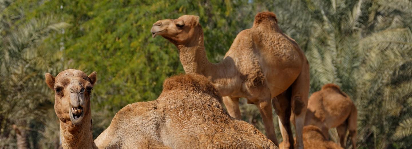 Doha és Bahrein - városi kirándulás és fürdőzés