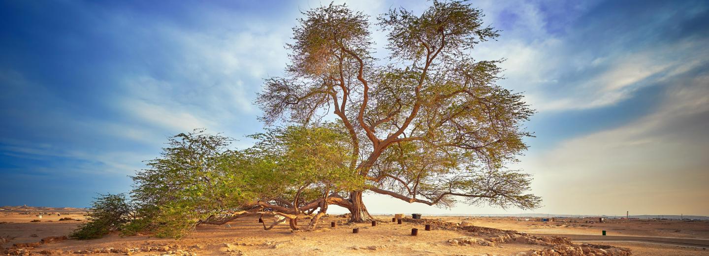 The Tree of Life, Bahrein