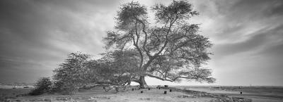 9834590/the-tree-of-life-adobestock-333162585_1772148766808.jpeg