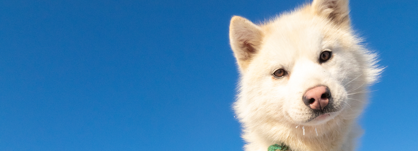 Grönland - körutazás