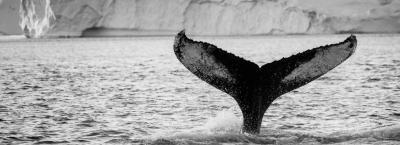 9834595/tail-fin-of-humpback-next-to-iceberg-photo-julie-skotte-visit-greenland_1772008353064.jpg