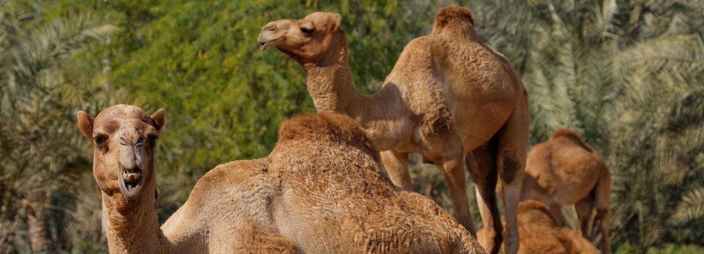 Bahrein - városi kirándulás és fürdőzés