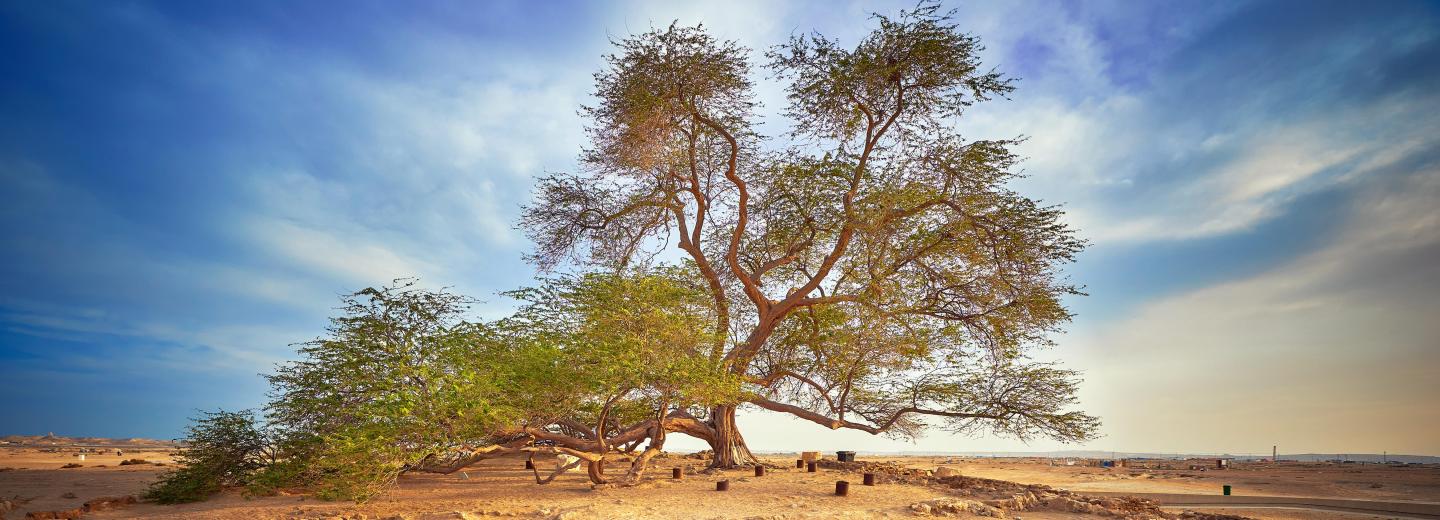The Tree of Life, Bahrain