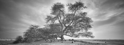 9834596/the-tree-of-life-adobestock-333162585_1772007142071.jpeg