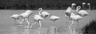 9835028/adobestock-422585543-flamingos-sardinien_1772548208116.jpeg