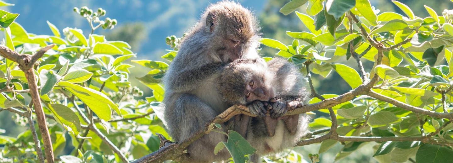 Bali - szigeteket érintő utazás