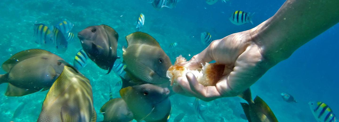 Bali - szigeteket érintő utazás