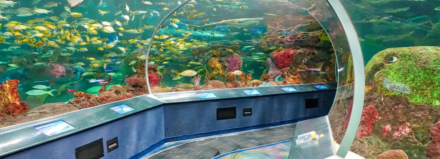 Kanada - Szilveszteri különleges Toronto