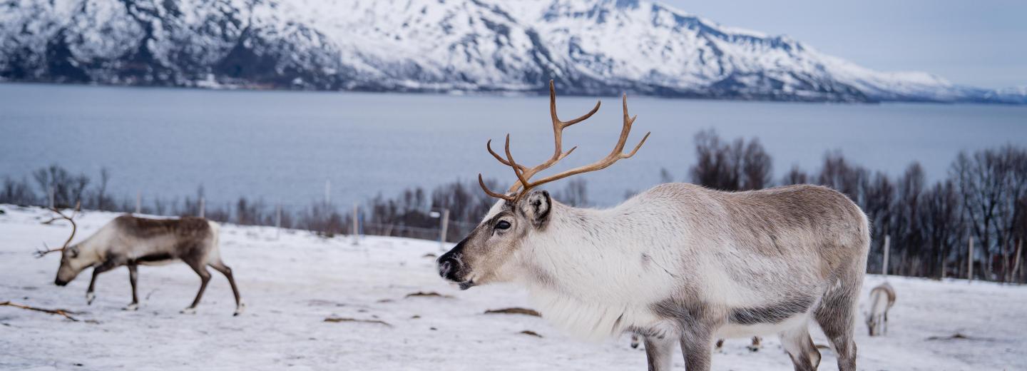 Tél az északi sarkvidéken – hajóút