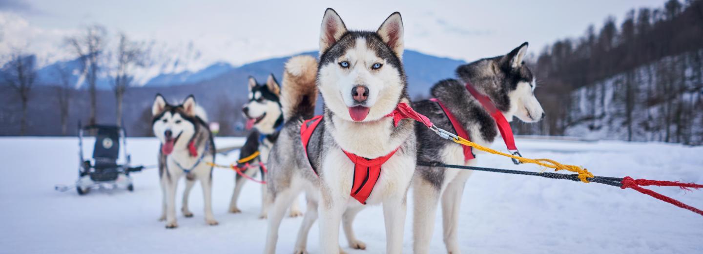 Tél az északi sarkvidéken – hajóút