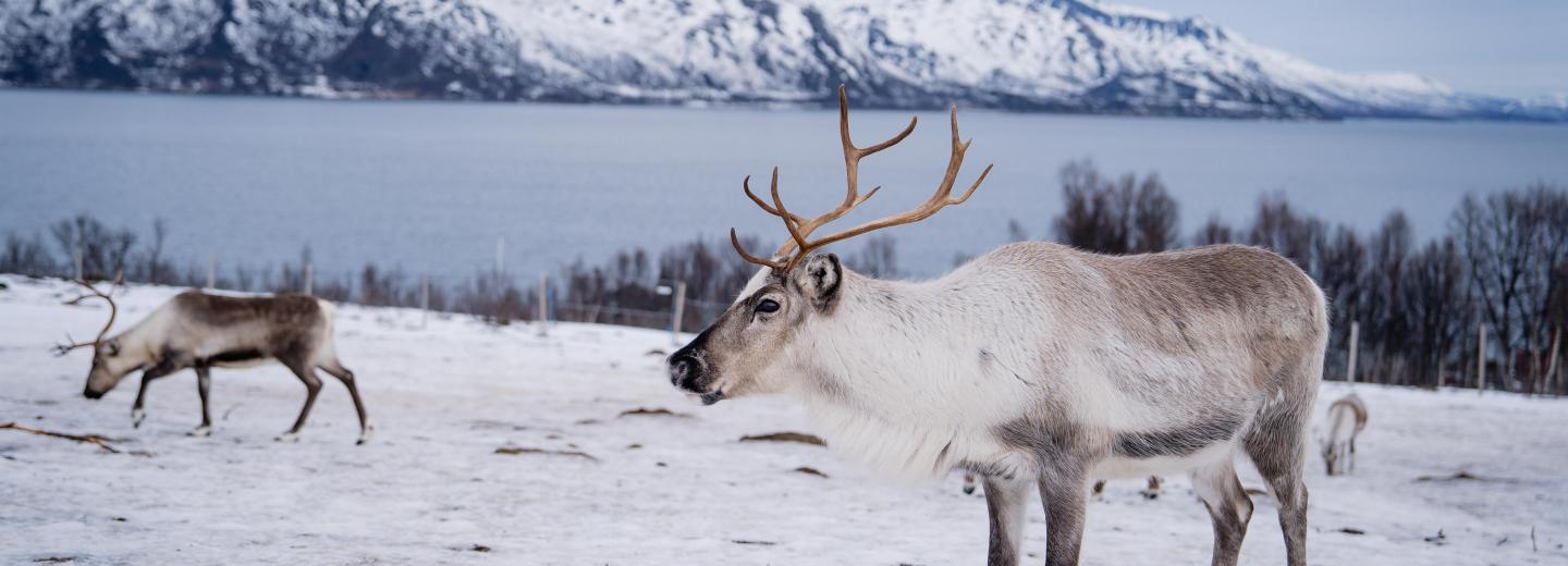 Hurtigruten - Signature Nordkap Linie - Kreuzfahrt