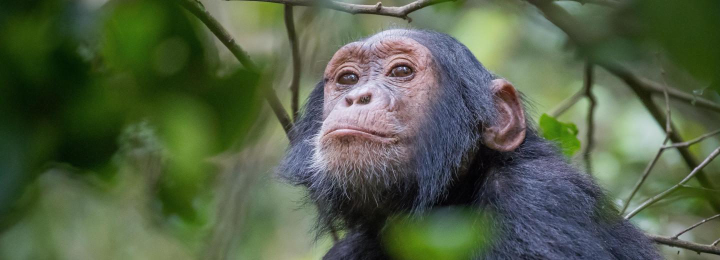 Uganda - A gorillák és csimpánzok birodalmában - Körutazás és szafari