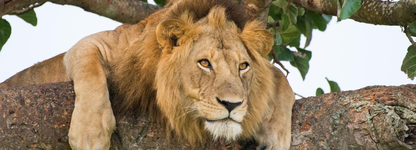 Uganda - A gorillák és csimpánzok birodalmában - Körutazás és szafari