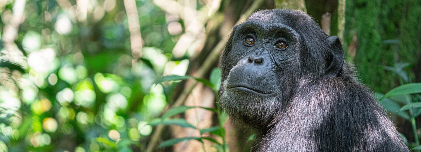 Uganda - A gorillák és csimpánzok birodalmában - Körutazás és szafari