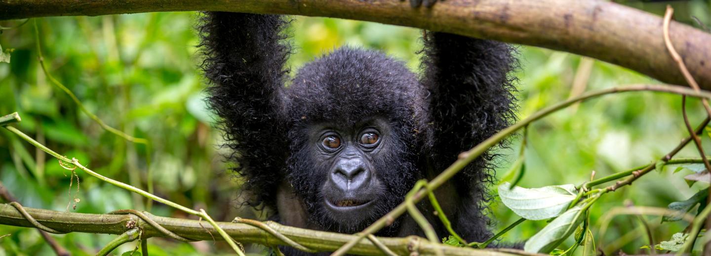 Uganda - A gorillák és csimpánzok birodalmában - Körutazás és szafari
