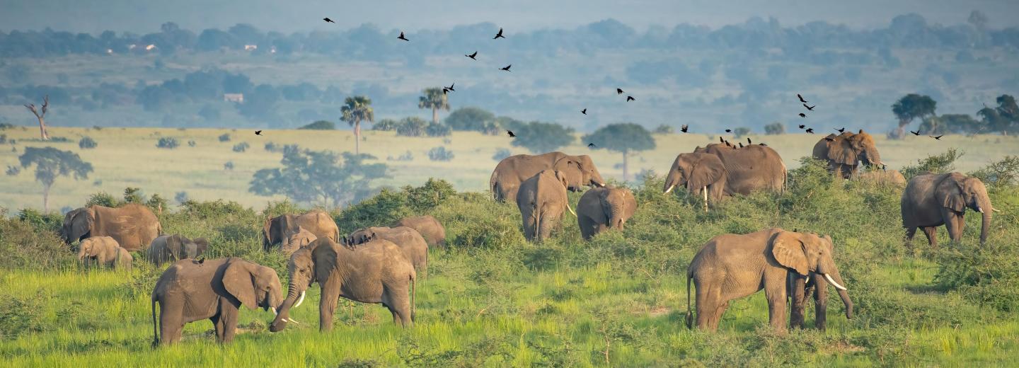Uganda - A gorillák és csimpánzok birodalmában - Körutazás és szafari
