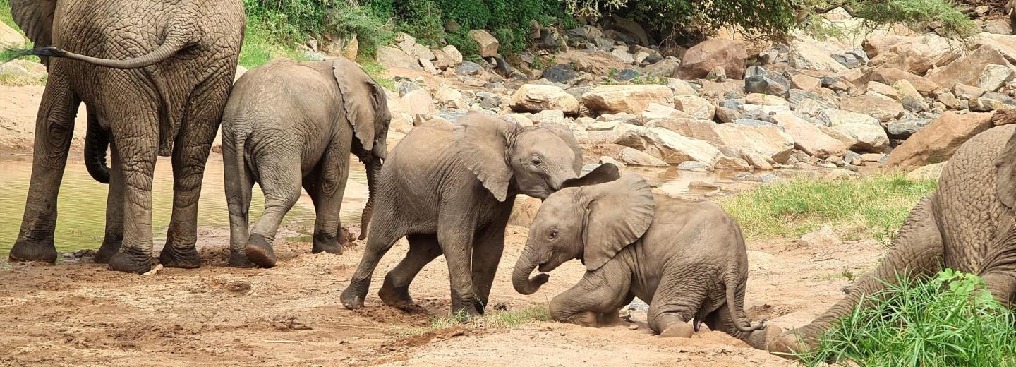 Tansania & Sansibar - Safari & Baden