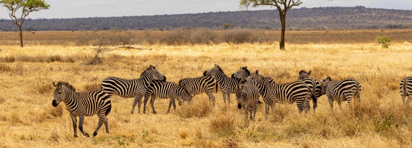 Tansania & Sansibar - Safari & Baden