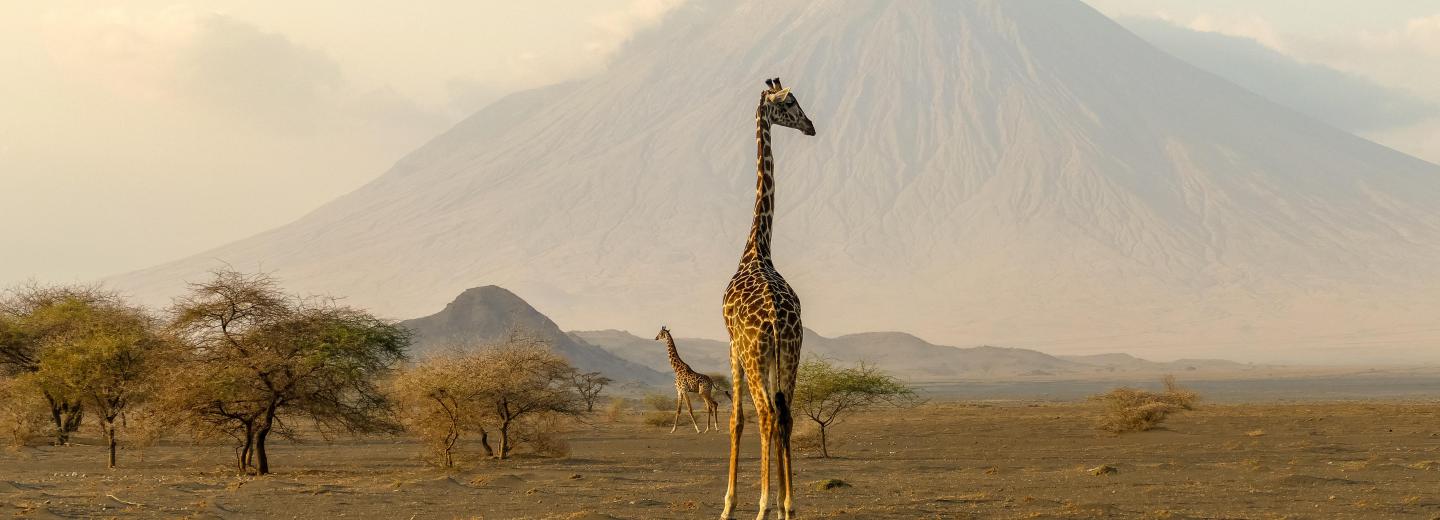 Tansania & Sansibar - Safari & Baden