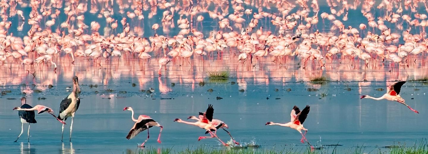 Tansania & Sansibar - Safari & Baden