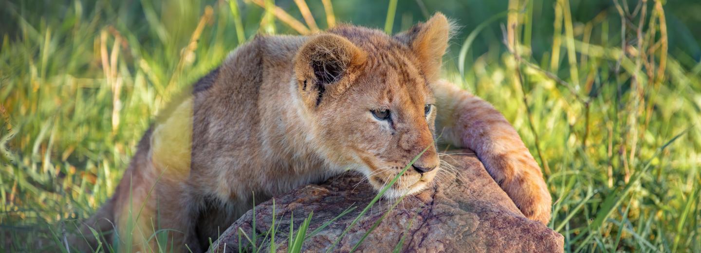 Kenia - Im Reich der Big Five - Rundreise, Safari & Baden