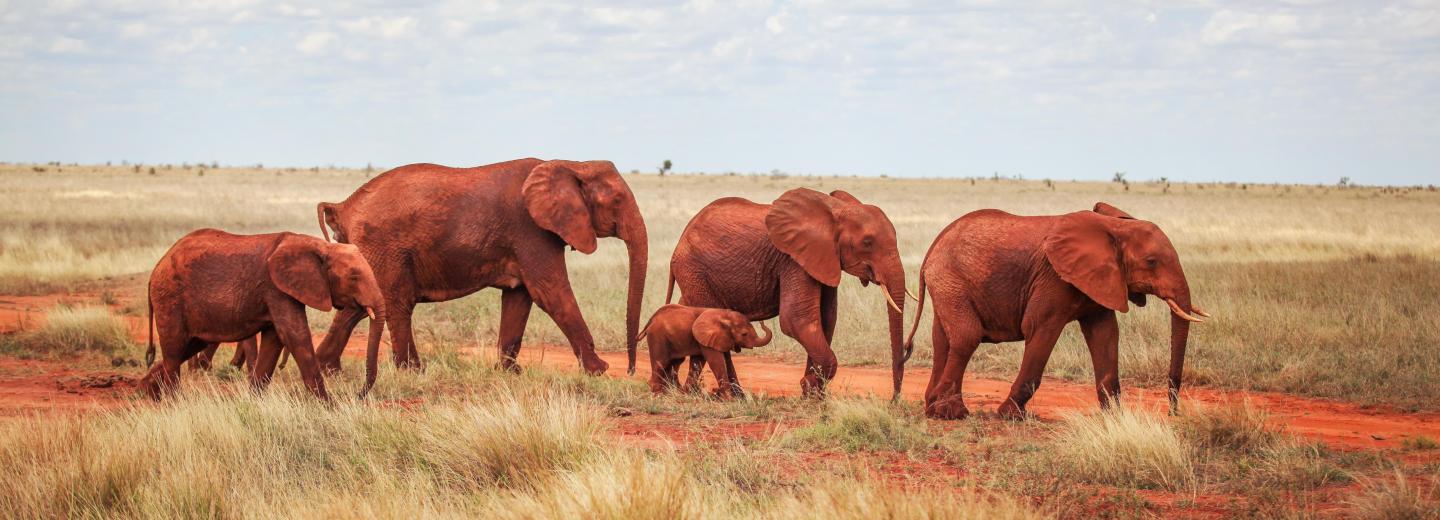 Rote Elefanten im Tsavo-Ost-Nationalpark
