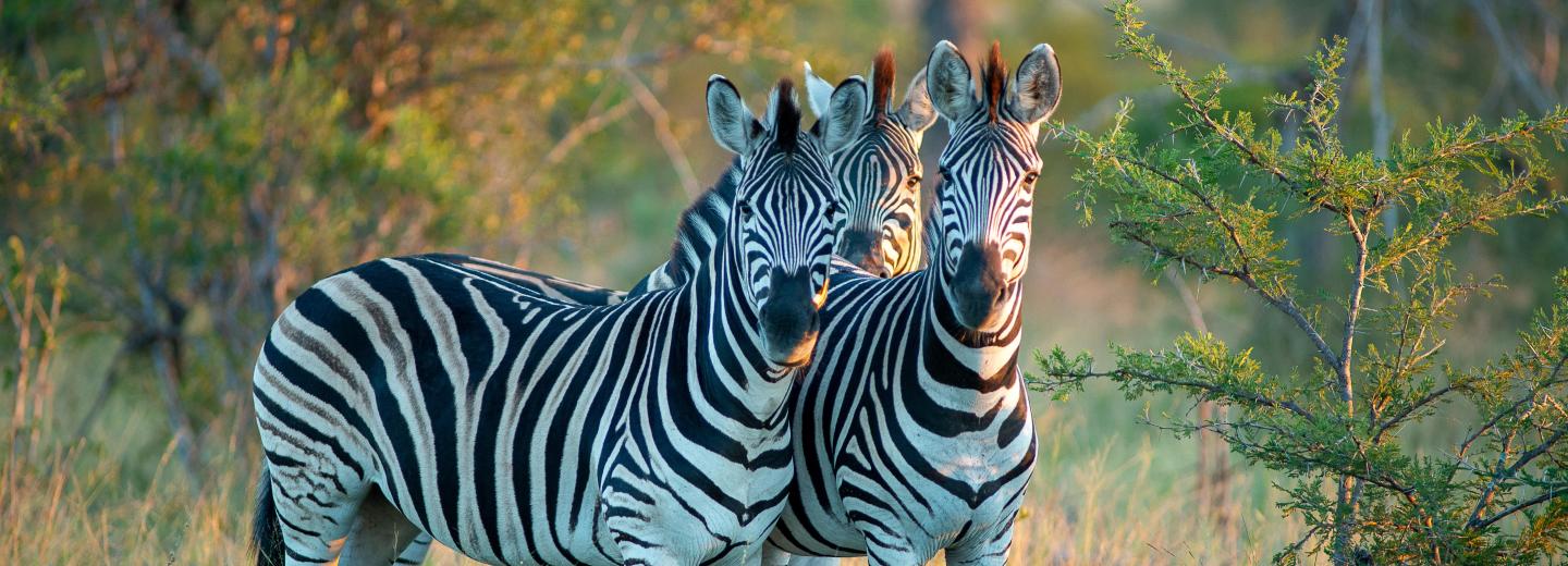 Erlebnis Südafrika  - Rundreise